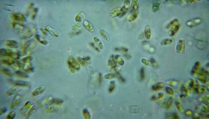 Algal Culture and Microbiology Laboratory – Center for Applied Aquatic ...