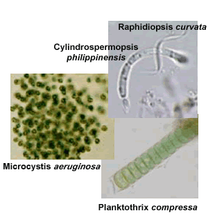 fwcyano