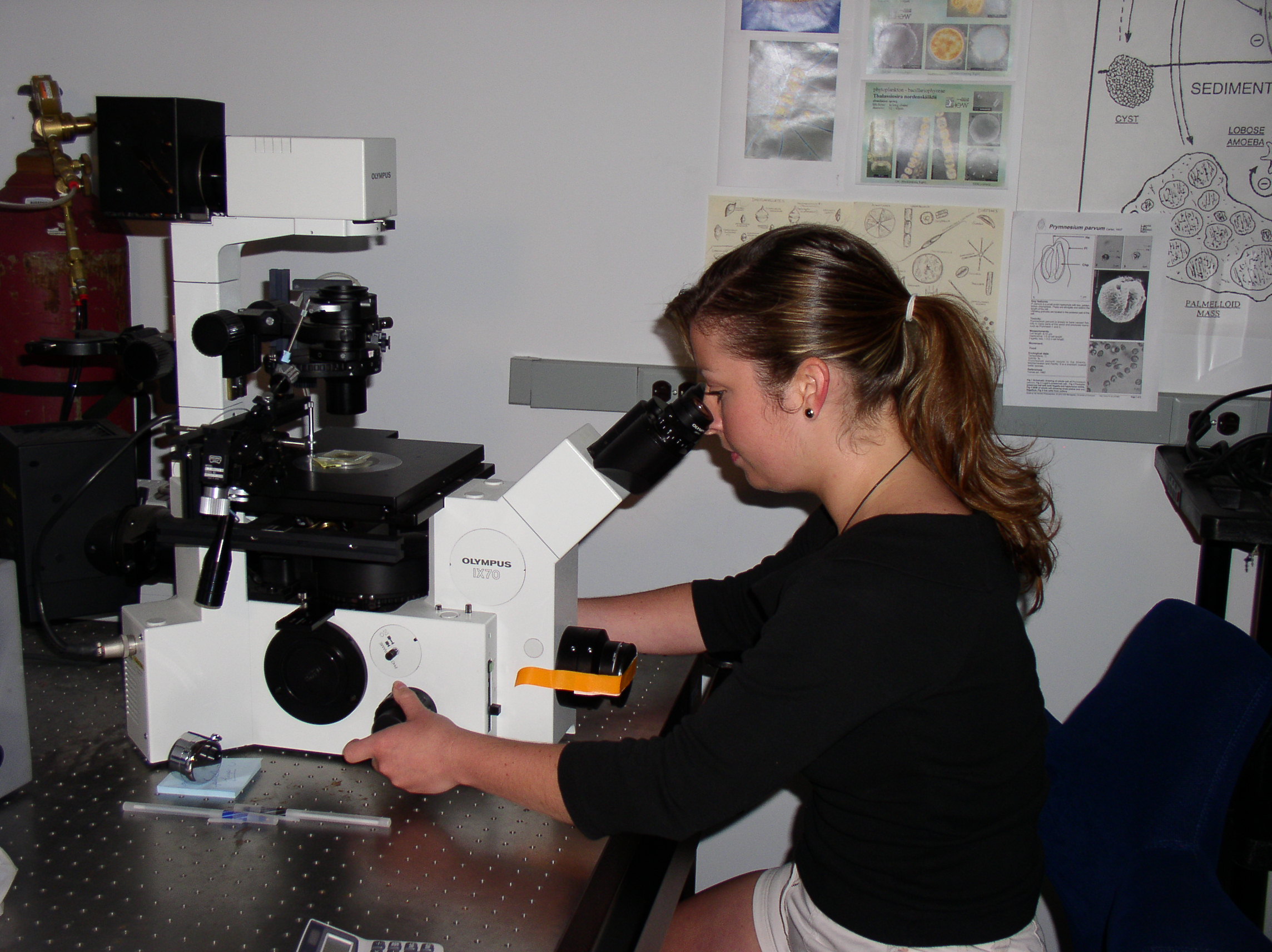 Performing routine cell counts on various algal cultures under an Olympus IX70 inverted microscope.