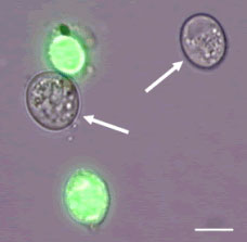 Fig 1. Light micrograph of sonicated Pfiesteria piscicida cysts treated with SYTOX Green, showing live cysts (arrows) and dead cysts (green fluorescence). Scale bar = 10 µm. 