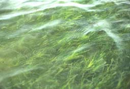 Control (unenriched) plants in a healthy established seagrass bed.